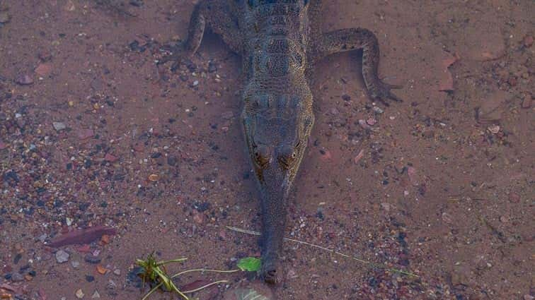 Kununurra Australië