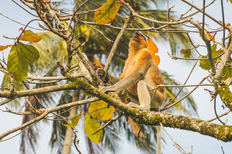 Neusaap op Borneo