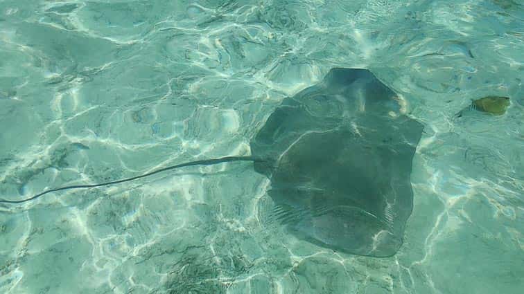Onderwaterwereld Frans Polynesië
