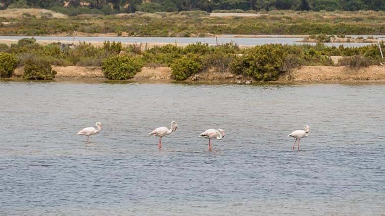 Flamingo's in Ria Formosa