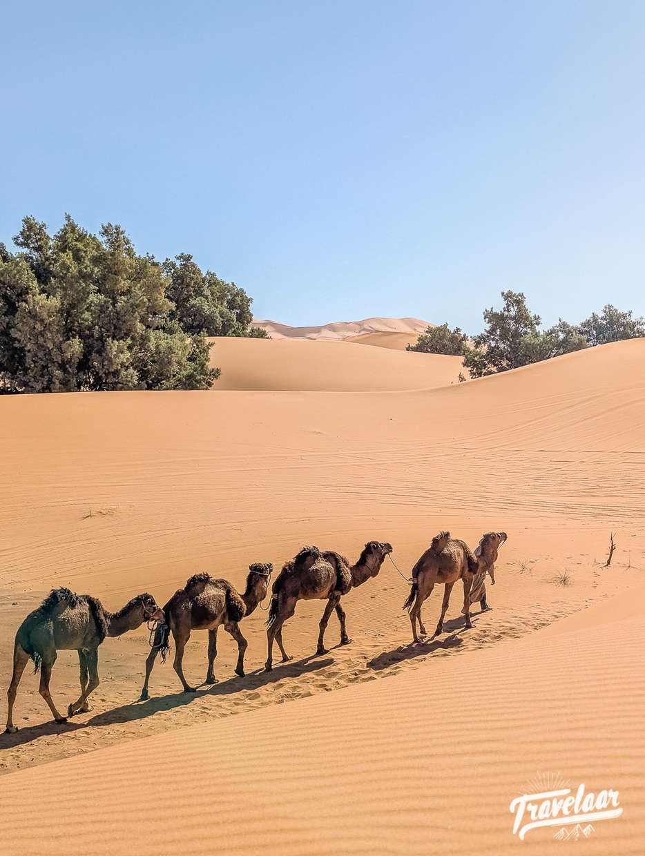 Kamelen in de Sahara woestijn in Marokko