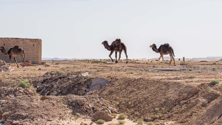 Wilde dromedarissen vlakbij Merzouga in Marokko