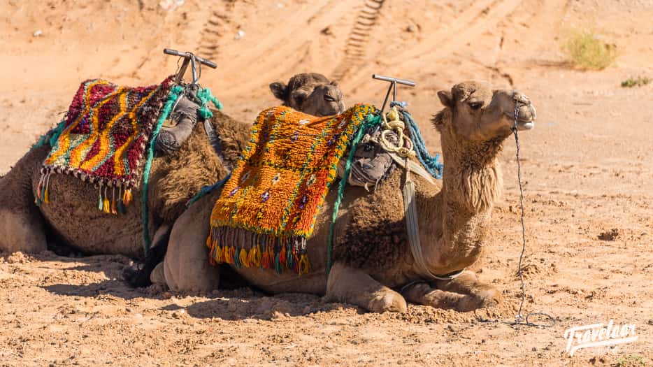 Kamelen in de Sahara in Marokko