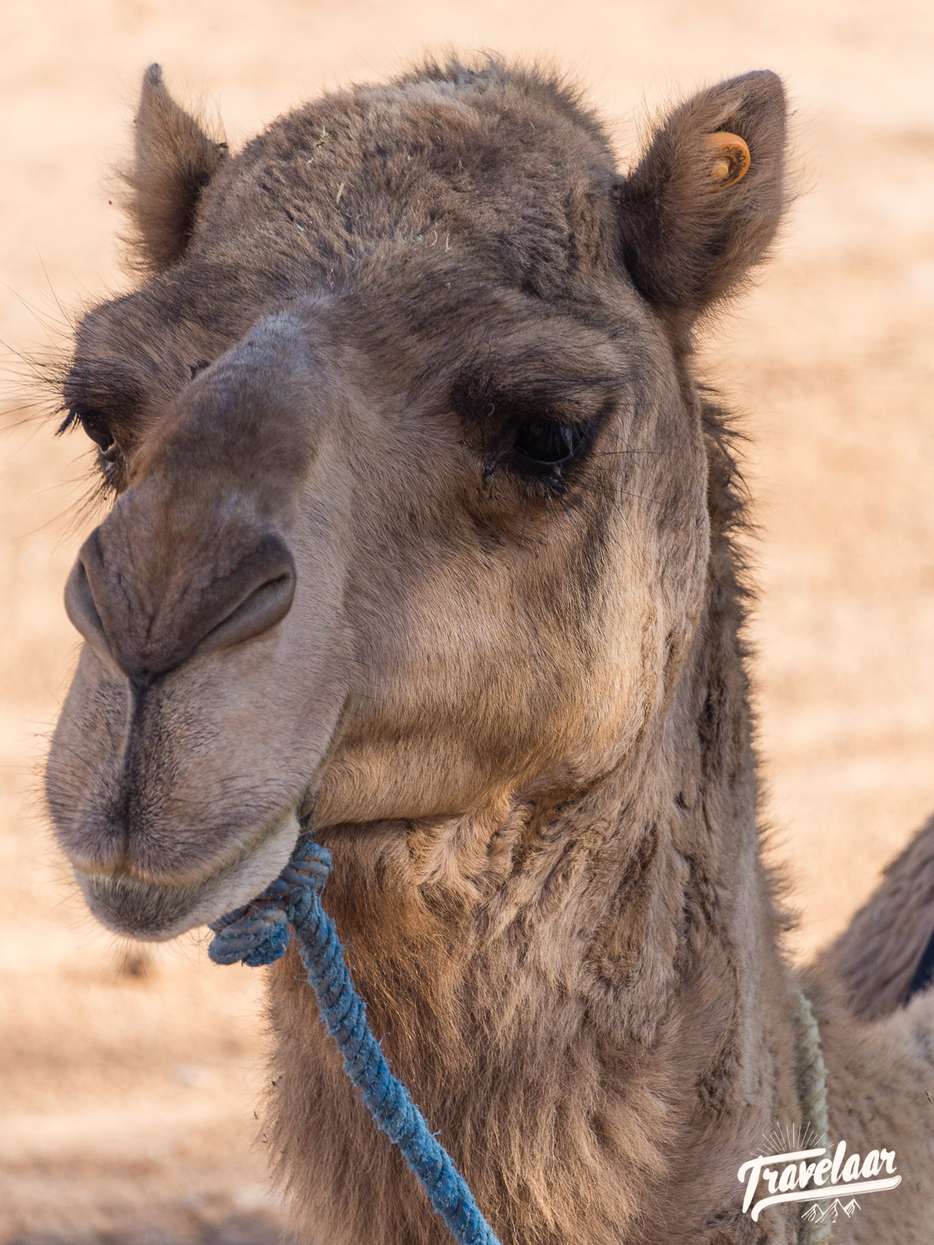 Dromedaris Merzouga Marokko