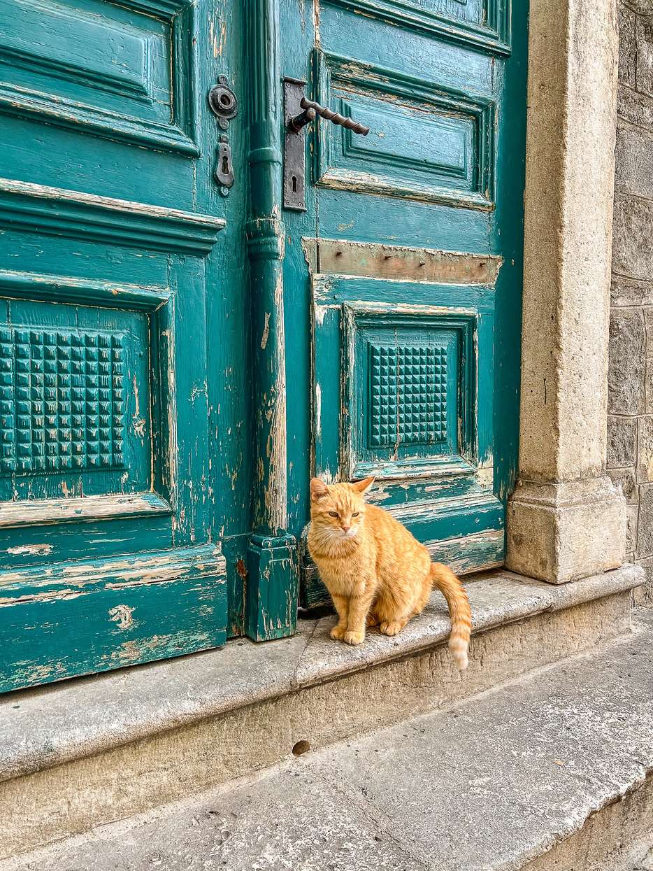 Katten in Kotor