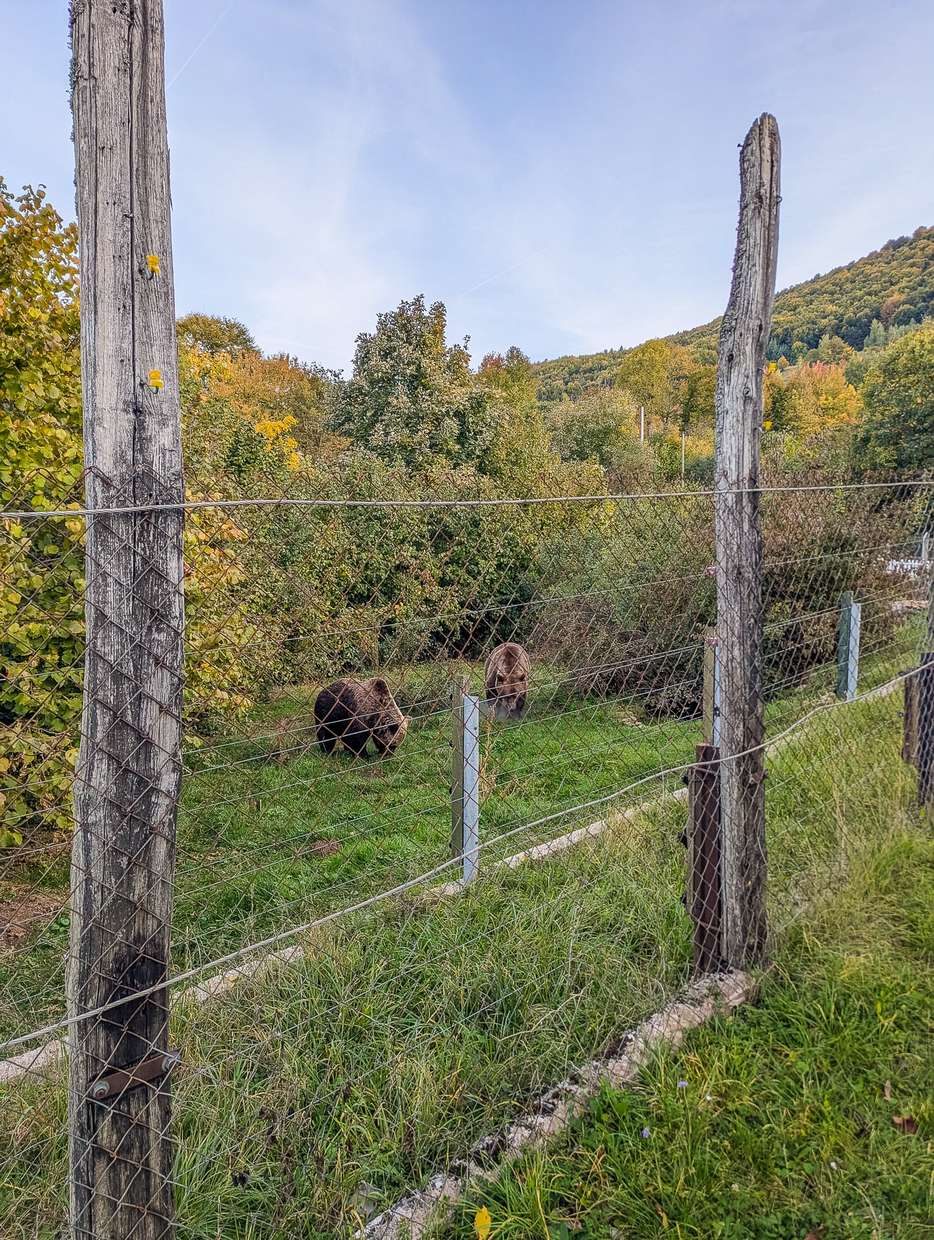 Doen vanuit Zadar: bezoek de Kuterevo Bear Sanctuary