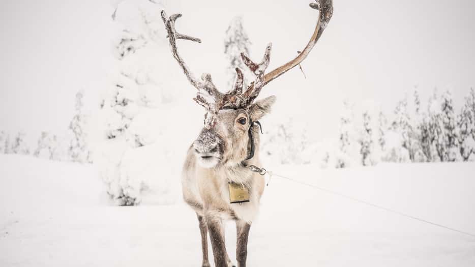 Rendier in Fins Lapland