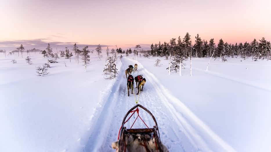 Huskytocht in Fins Lapland