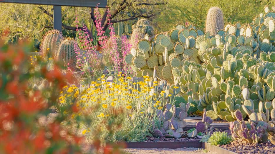 Desert Botanical Garden Phoenix