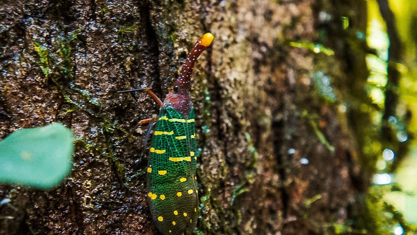 Gunung Mulu National Park