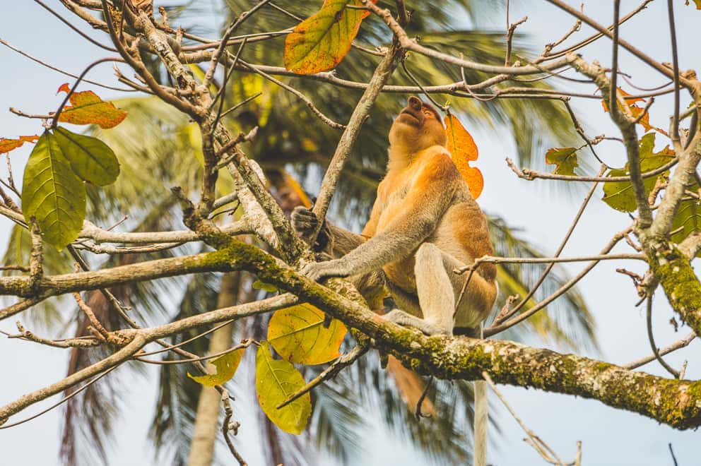 Neusaap op Borneo in bako national Park
