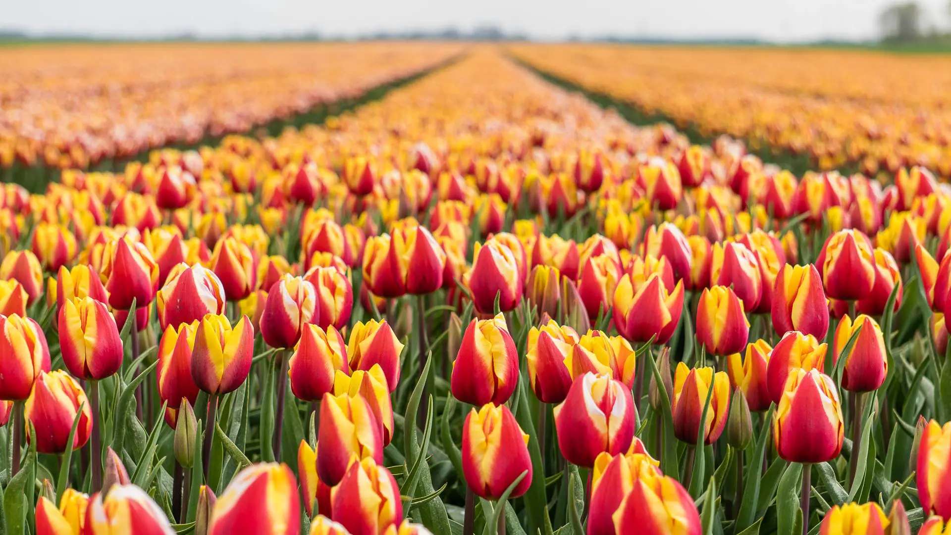 De mooiste tulpenvelden in Groningen