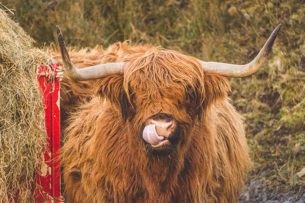 Schotse Hooglander op Isle of Skye, Schotland