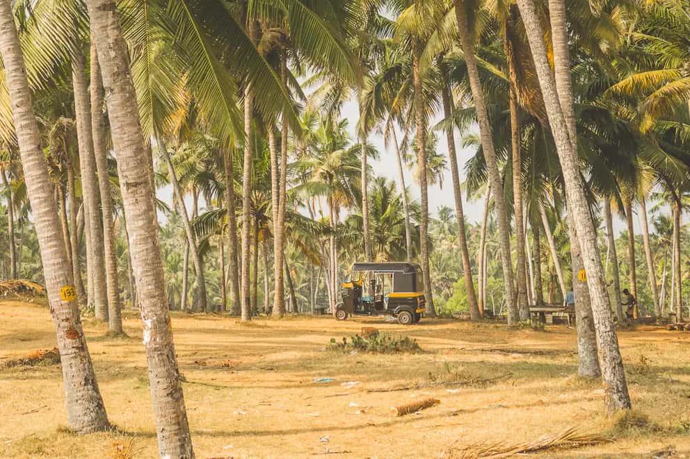 Tuktuk tussen de palmbomen in Kerala, India