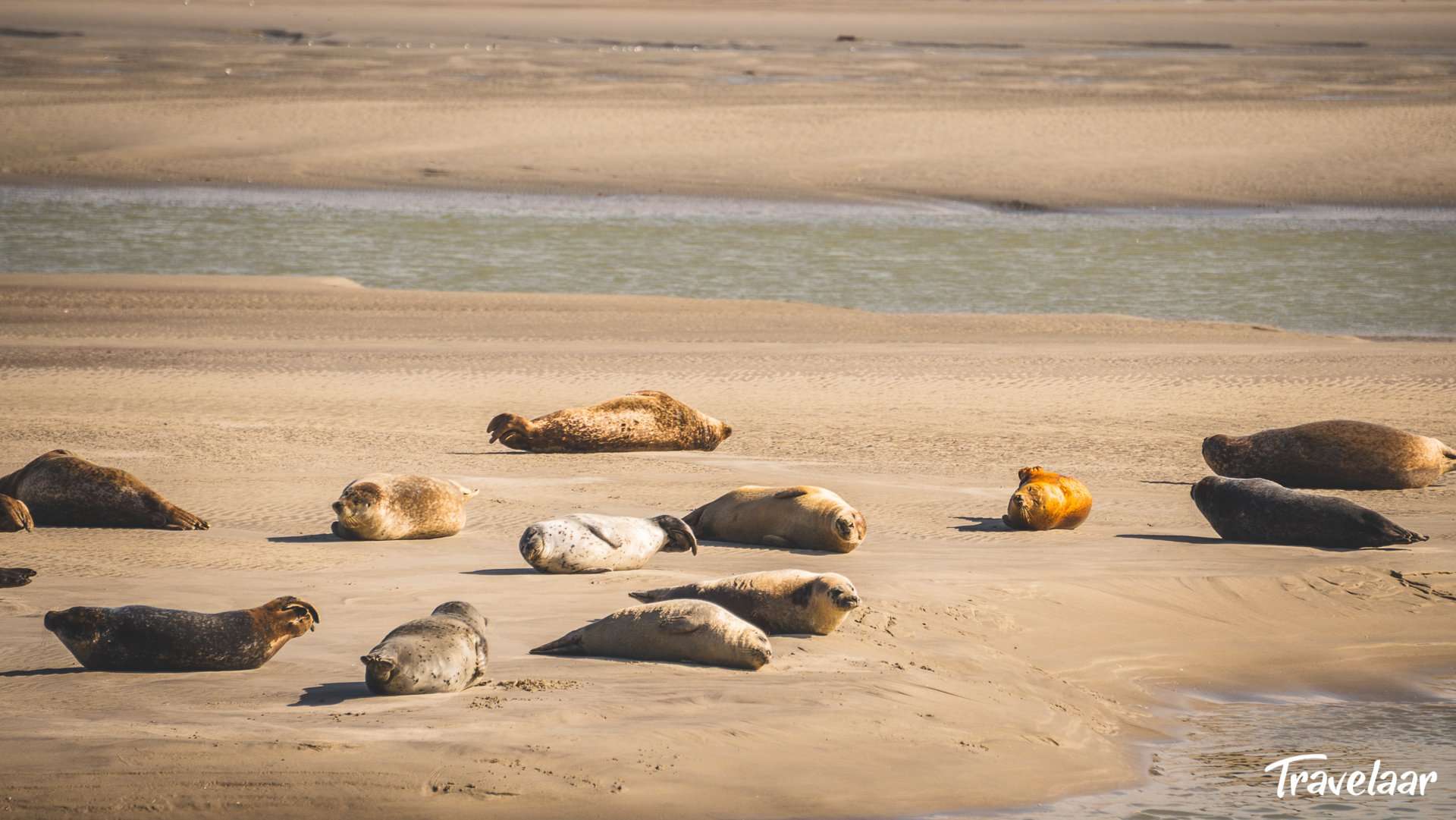 Zeehonden spotten op Berck Plage aan de Franse Opaalkust