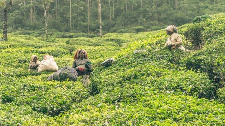 munnar india