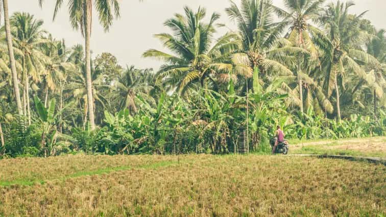 bali of lombok