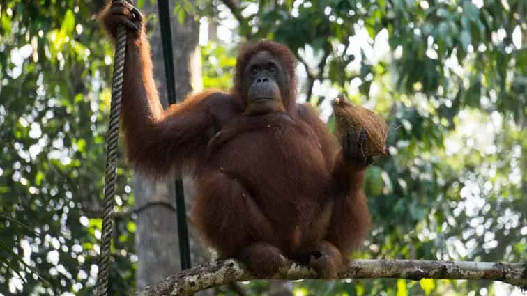 orang oetan op borneo