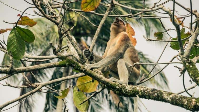 bako national park, maleisie