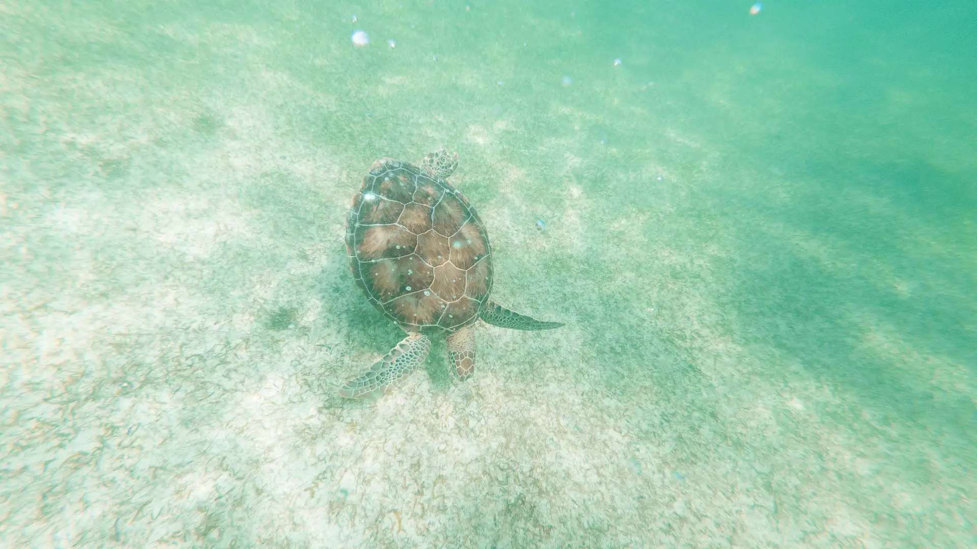 Snorkelen met zeeschildpadden in Akumal, Mexico