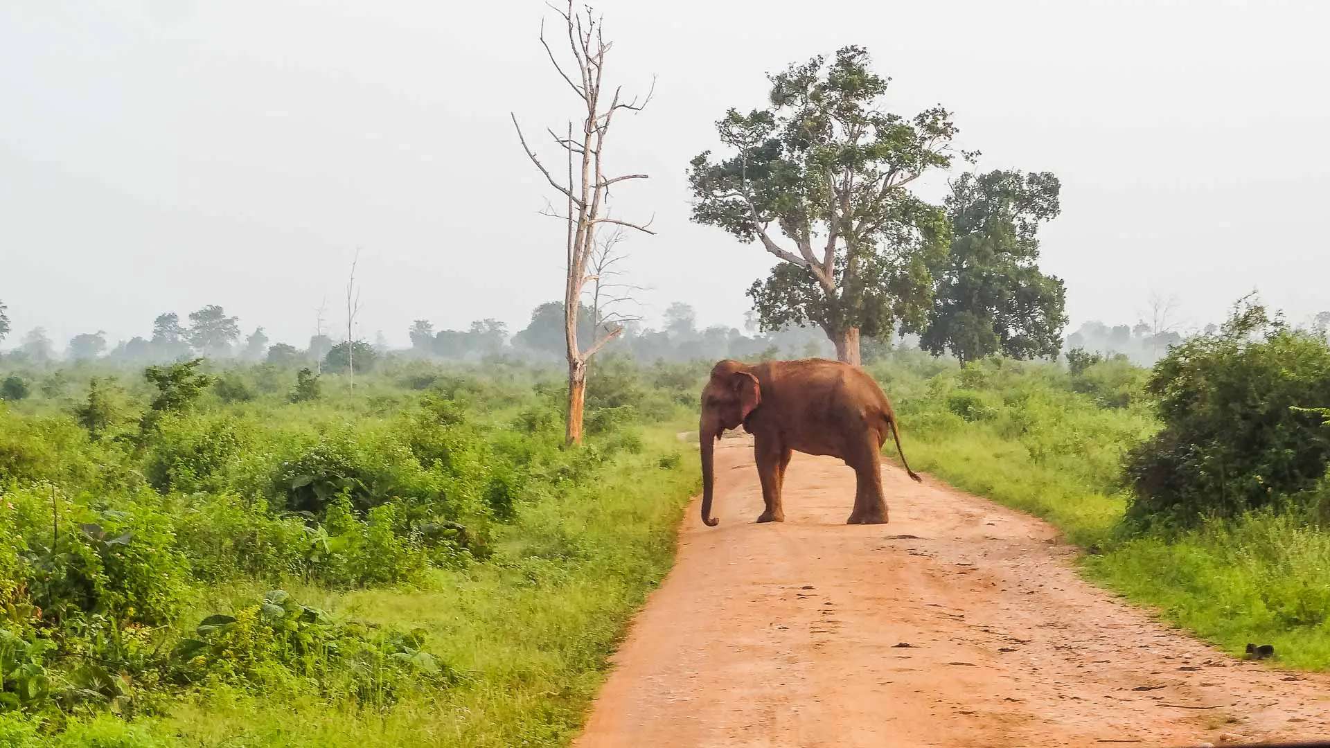 Een olifant op de weg in Udawalawe National Park. De beste nationale parken in Sri Lanka.