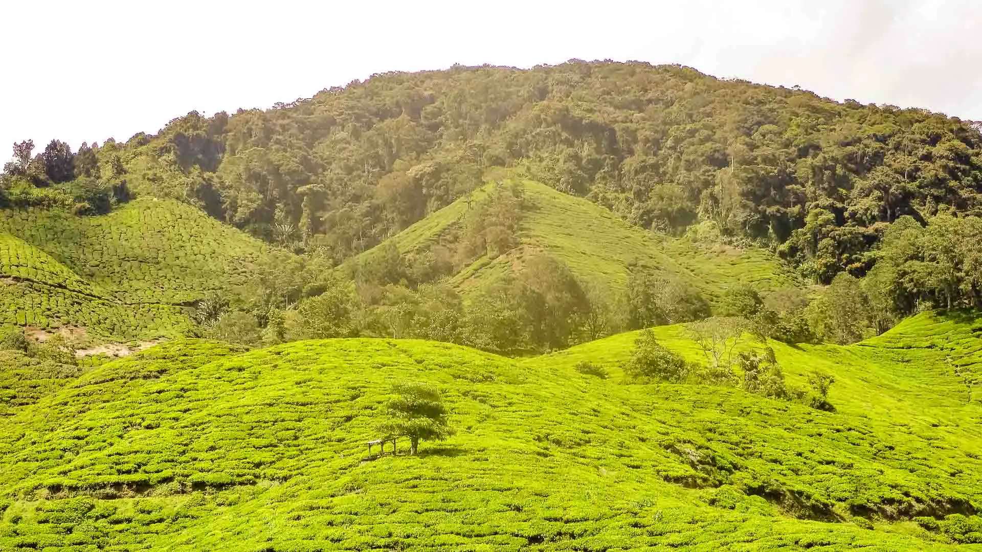 Cameron Highlands