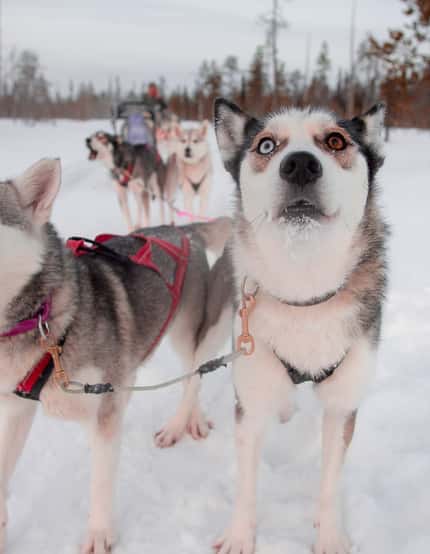 Yllas en Levi in Lapland tips