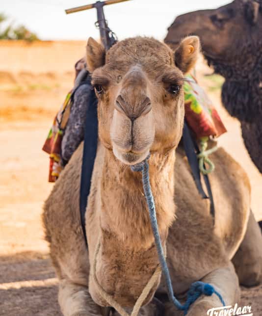Dromedaris in de woestijn in Marokko