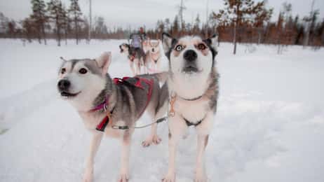 Yllas en Levi in Lapland tips