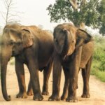 Sri Lanka bezienswaardigheden Udawalawe National Park