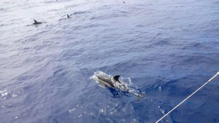 Bezienswaardigheden Madeira. Tientallen dolfijnen.