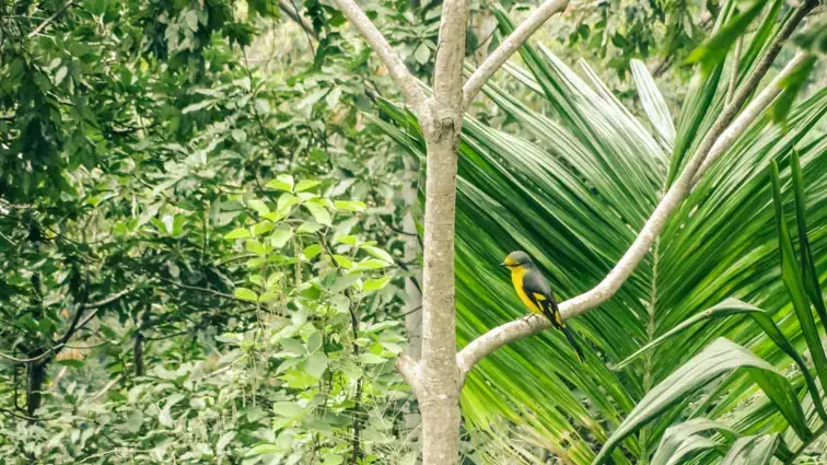 Sri Lanka bezienswaardigheden vogels spotten