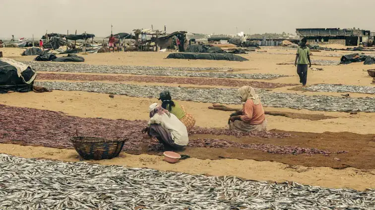 Sri Lanka bezienswaardigheden Negombo vismarkt