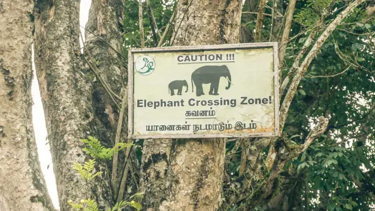 Wilde olifanten India