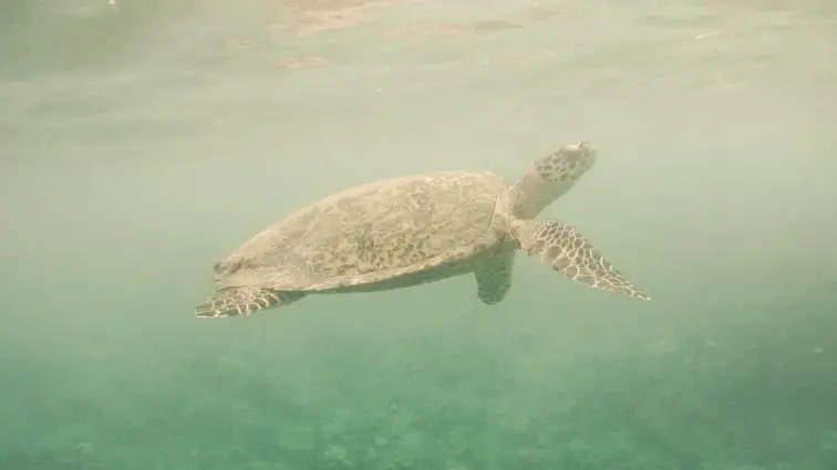 Snorkelen met zeeschildpadden