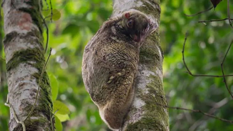 Bako National Park, Borneo, Maleisië. Maleische vliegende kat, ook wel flying lemur genaamd