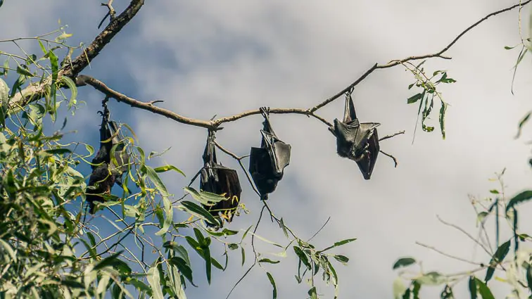 Vleermuizen Australië