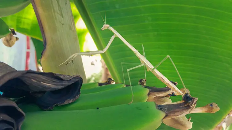 Dieren in Australië. Praying Mantis