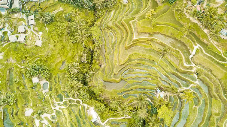 Ubud tips: Tegalalang rijstvelden Bali