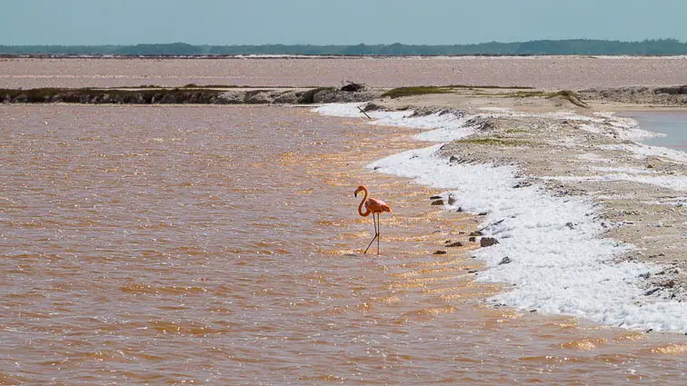 Las Coloradas. Flamingo in het gele meer