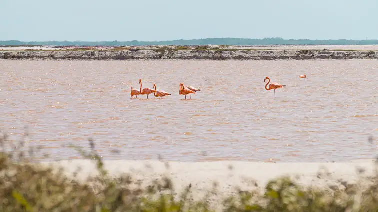 Flamingos Las Coloradas Mexico