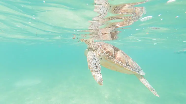Snorkelen met schildpadden Mexico