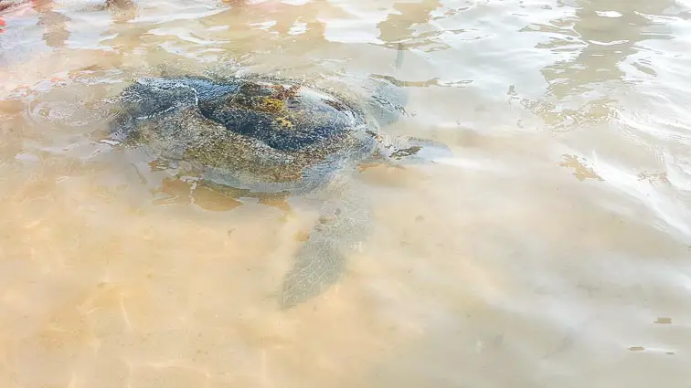 Zwemmen met schildpadden in Sri Lanka