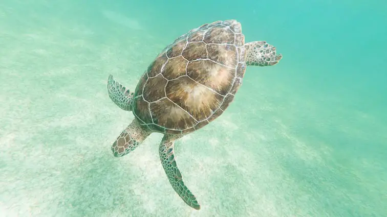 Zwemmen met zeeschildpadden in Akumal 