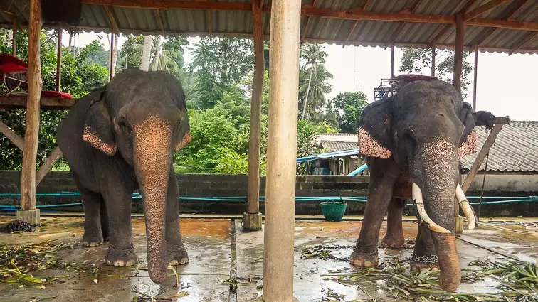 Deze activiteiten met dieren zouden verboden moeten worden: Olifant rijden in Thailand
