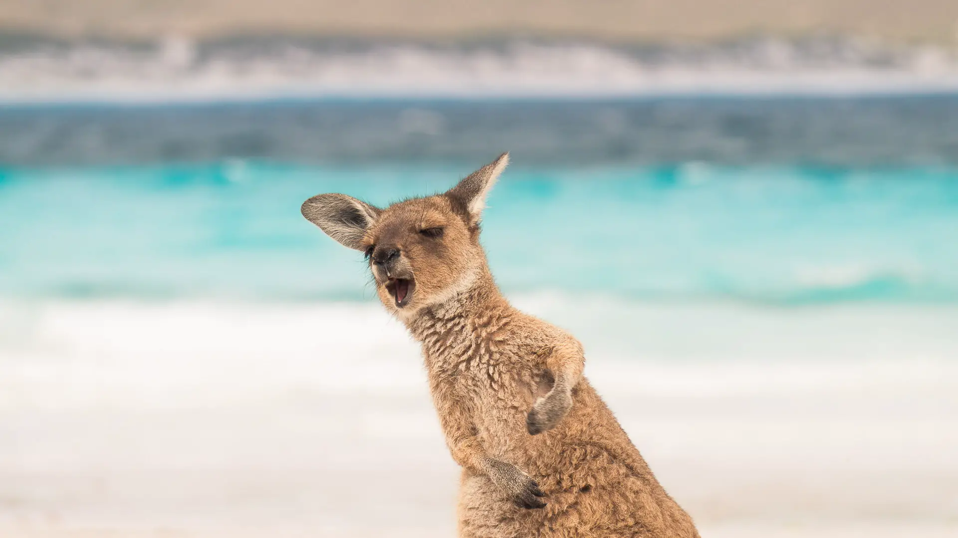 Lucky Bay Australië kangoeroes