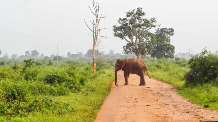 Een olifant op de weg in Udawalawe National Park. De beste nationale parken in Sri Lanka.