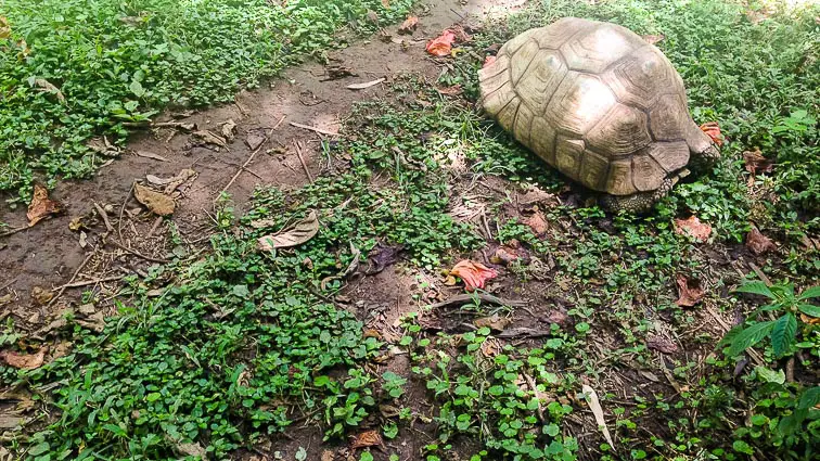 Yergalem, Etiopië. Schildpad