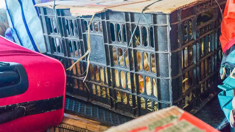 Typisch Azië: Bussen delen met kippen