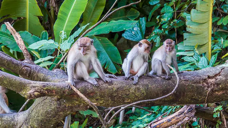 Typisch Azië: Wilde apen